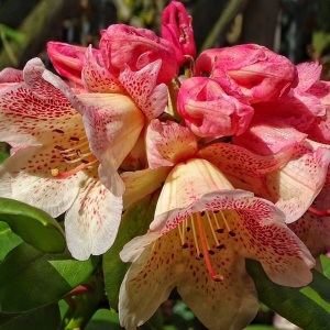 Rhododendron 'Peaches and Cream'